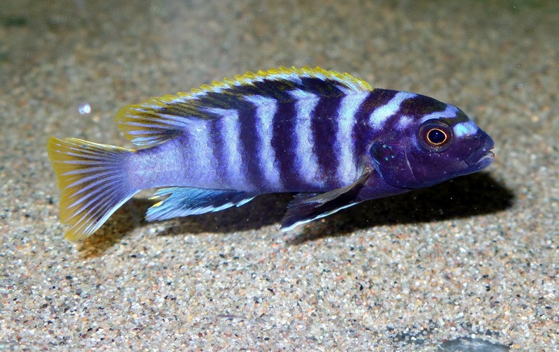 Labidochromis sp. 'mbamba' Mbamba Bay